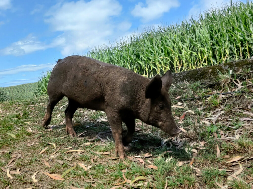 Pig on the way back to its enclosure - Achadinha - Lomba D’El Rei - PRC38SMI Pig on the way back to its enclosure - Achadinha - Lomba D’El Rei - PRC38SMI