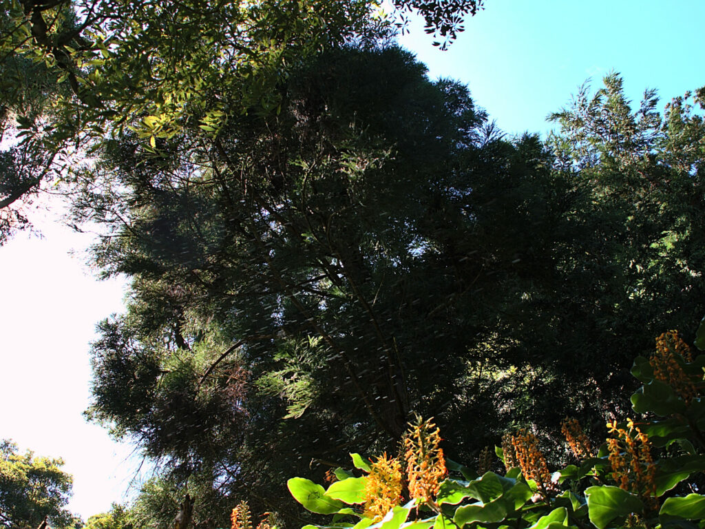 Drizzle - Achadinha - Lomba D’El Rei - PRC38SMI Drizzle - Achadinha - Lomba D’El Rei - PRC38SMI