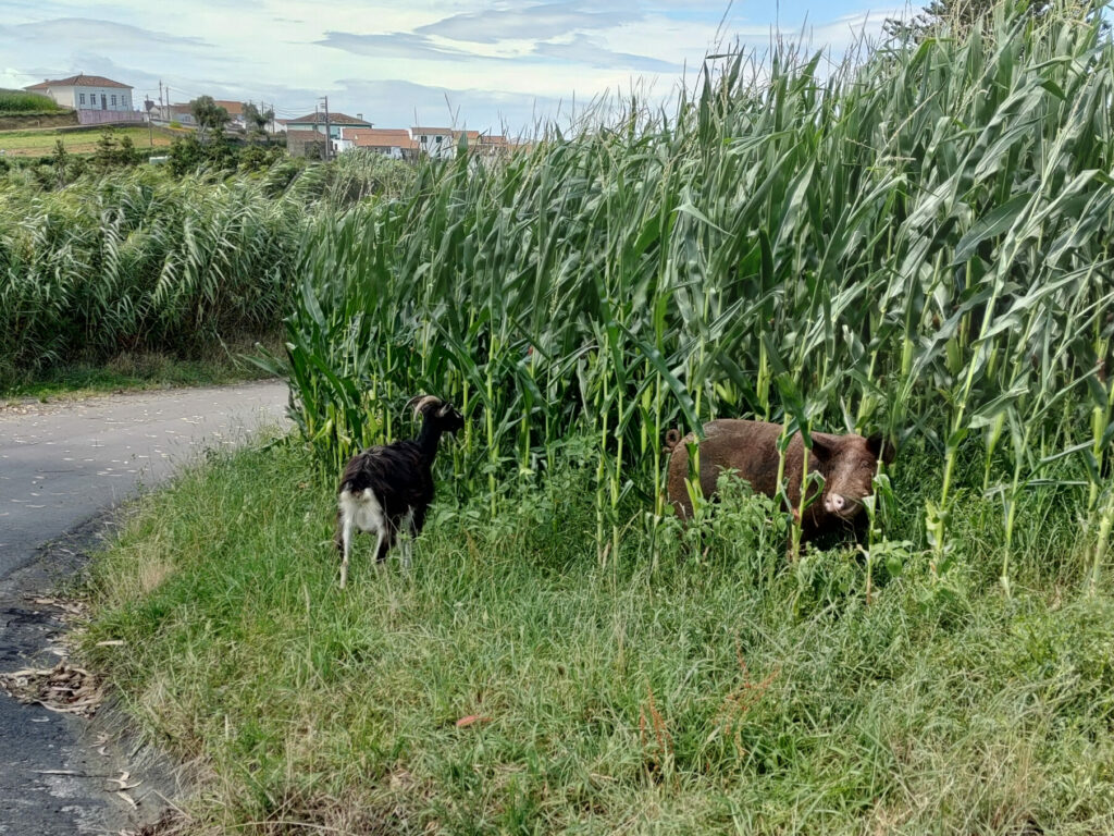 Surprising companions on the way back - Achadinha - Lomba D’El Rei - PRC38SMI Surprising companions on the way back - Achadinha - Lomba D’El Rei - PRC38SMI