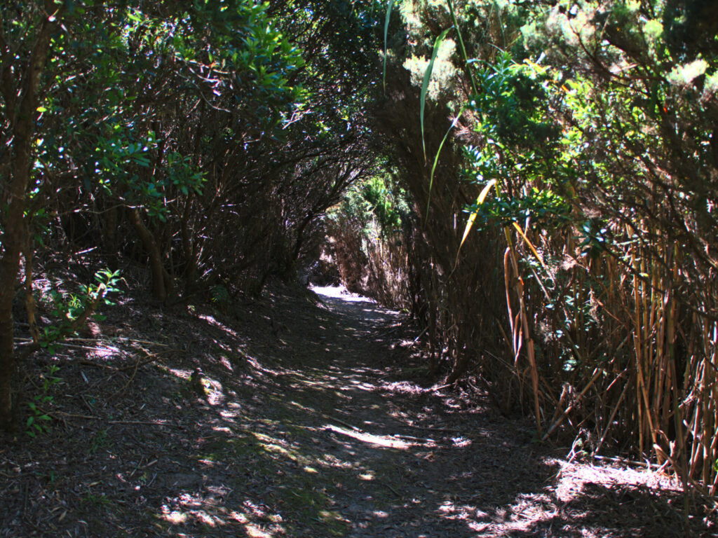 Path through a natural tunnel - Achadinha - Lomba D’El Rei - PRC38SMI Path through a natural tunnel - Achadinha - Lomba D’El Rei - PRC38SMI