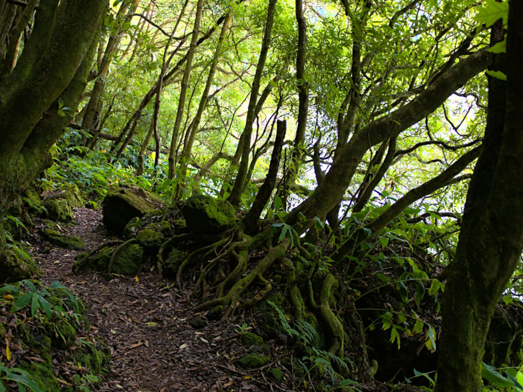 Wurzeln am Ufer des Lagoa Verde Wurzeln am Ufer des Lagoa Verde